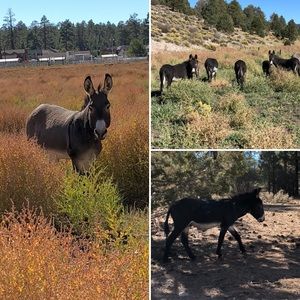 Meet your Posher, Vivienne